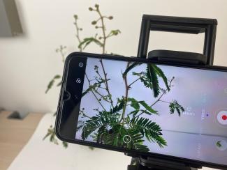 Auf einem Stativ ist ein Smartphone angebracht; der Screen zeigt eine Pflanze, die im Video-Modus aufgenommen wird. 