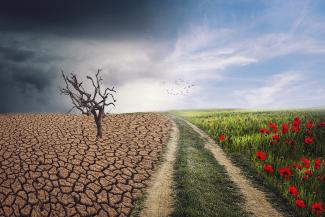 Ein Fußweg teilt die Landschaft: Links davon ein knorriger Baum auf verdorrtem Boden unter düsteren Gewitterwolken, rechts eine Wiese mit blühendem Klatschmohn unter blauem Himmel.