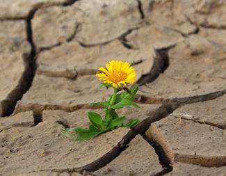 Eine leuchtend gelbe Löwenzahnblume sprießt durch die vor Dürre aufgesprungene Erde.