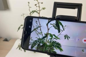 Auf einem Stativ ist ein Smartphone angebracht; der Screen zeigt eine Pflanze, die im Video-Modus aufgenommen wird. 