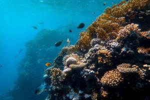 Unterwasseraufnahme eines Korallenriffs mit Fischen