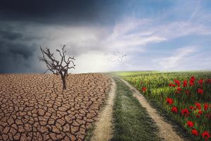 Ein Fußweg teilt die Landschaft: Links davon ein knorriger Baum auf verdorrtem Boden unter düsteren Gewitterwolken, rechts eine Wiese mit blühendem Klatschmohn unter blauem Himmel.