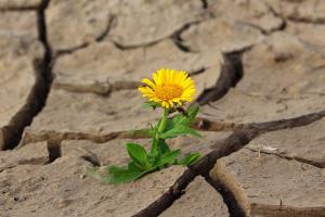 Eine leuchtend gelbe Löwenzahnblume sprießt durch die vor Dürre aufgesprungene Erde.