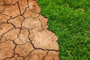 Ausgetrocknete Erde grenzt an saftig grünes Gras.