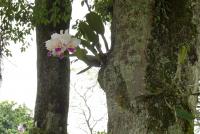 Orchideengewächs auf einem Baum im Schulhof der Deutschen Schule Medellin, Kolumbien | © Tobias Apel